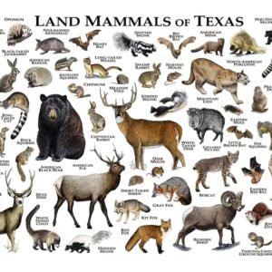 Arsharenkay Poster Prints Unframed (Size 16x12 inch / A3) N6 (Land Mammals of Texas White)