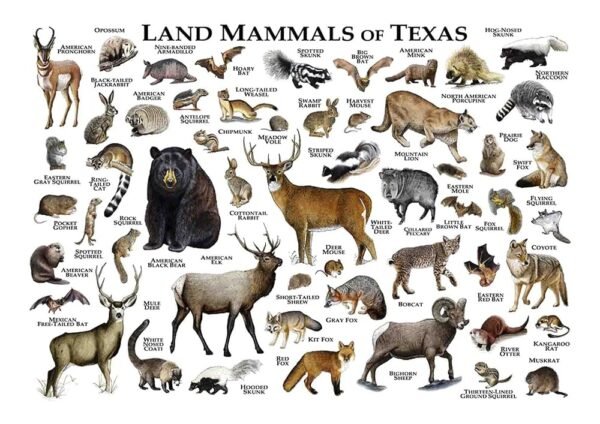 Arsharenkay Poster Prints Unframed (Size 16x12 inch / A3) N6 (Land Mammals of Texas White)