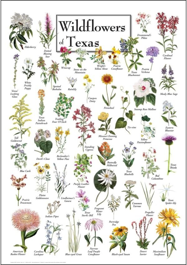 Earth Sky + Water - Wildflowers of Texas - Poster