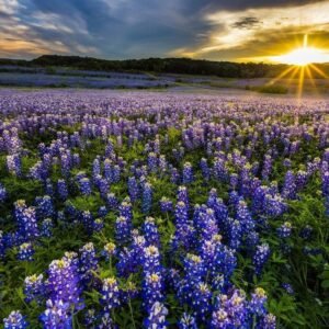 Texas Bluebonnet Flowers Field At Sunset Muleshoe Bend Recreation Area Photo Photograph Beach Palm Landscape Pictures Ocean Scenic Nature Photography Cool Wall Art Print Poster...