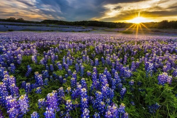 Texas Bluebonnet Flowers Field At Sunset Muleshoe Bend Recreation Area Photo Photograph Beach Palm Landscape Pictures Ocean Scenic Nature Photography Cool Wall Art Print Poster...