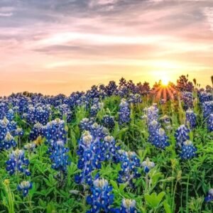 Texas Bluebonnets at Sunset Photo Photograph Cool Wall Art Print Poster 36x24