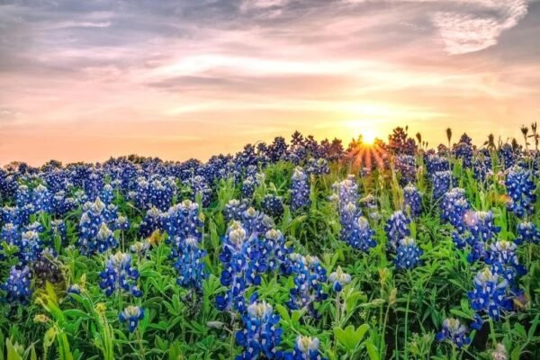 Texas Bluebonnets at Sunset Photo Photograph Cool Wall Art Print Poster 36x24